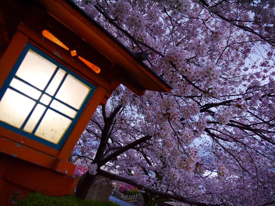 20150401爆開的六孫王神社 (29).jpg