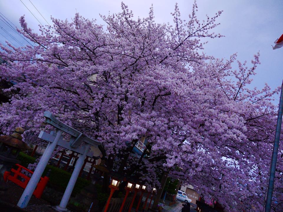 20150401爆開的六孫王神社 (76).jpg