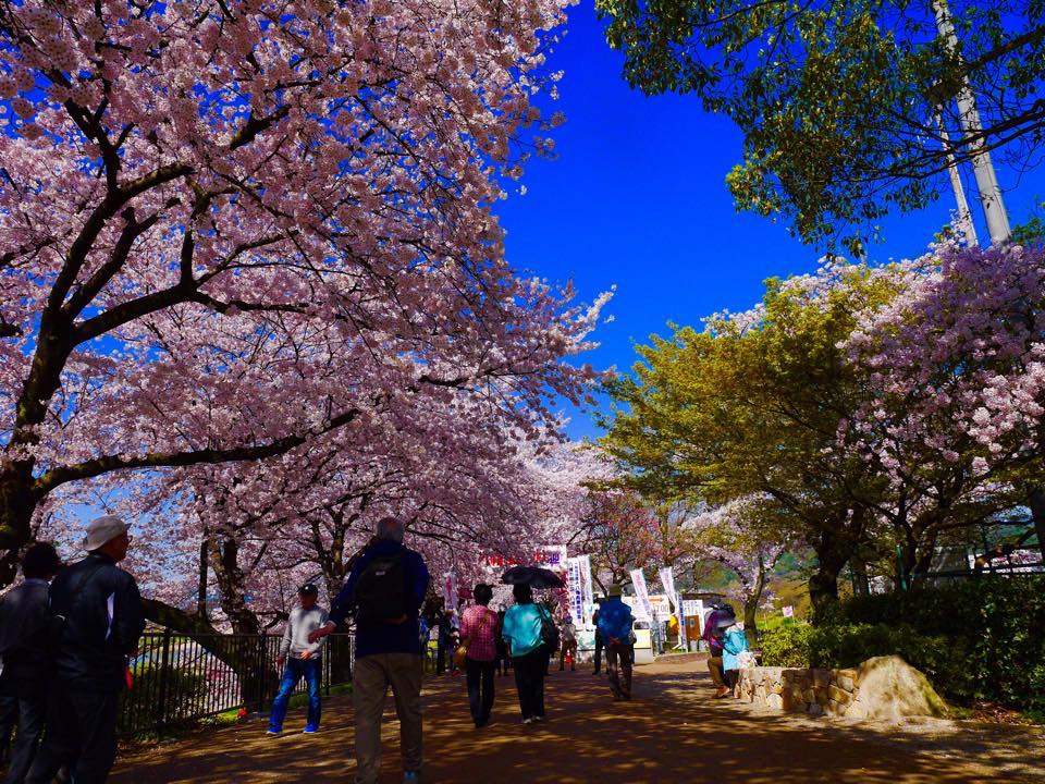 20150402八幡背割堤 (72).jpg