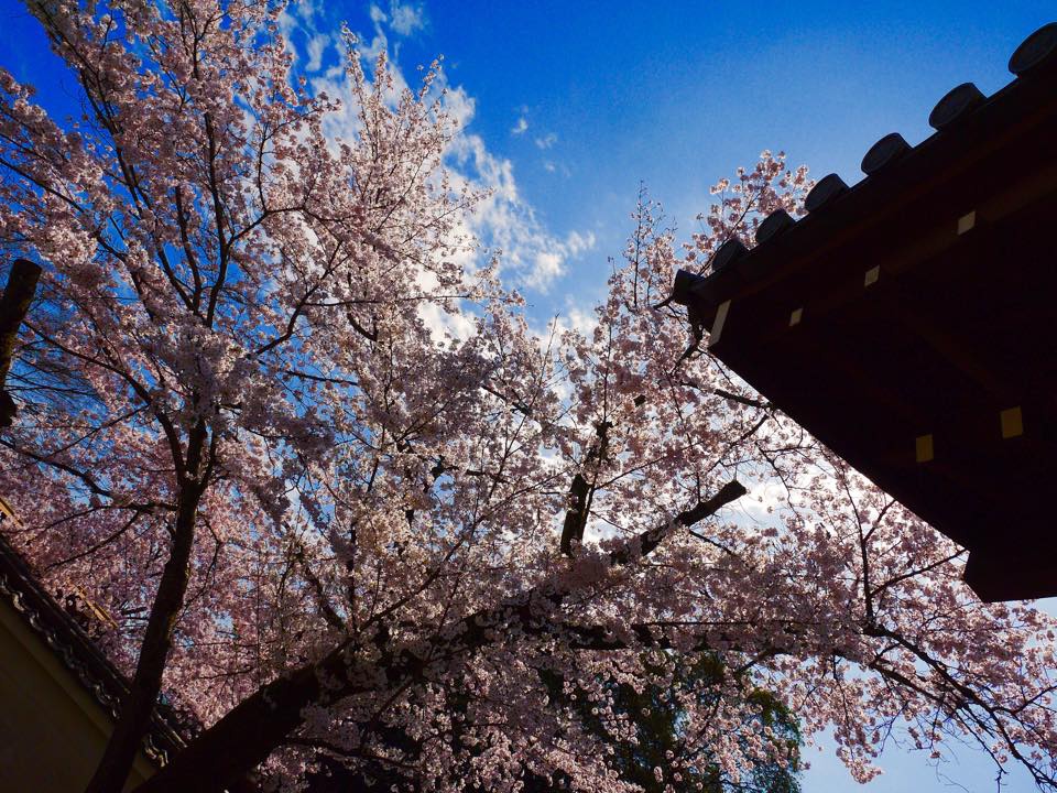 20150402一生中必訪的醍醐寺 (33).jpg