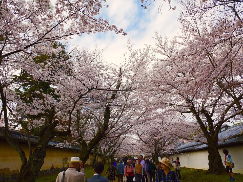 20150402一生中必訪的醍醐寺 (41).jpg