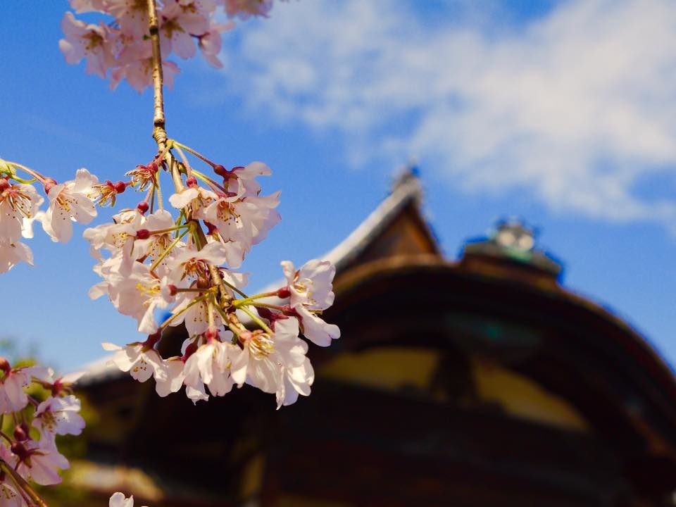 20150402一生中必訪的醍醐寺 (52).jpg