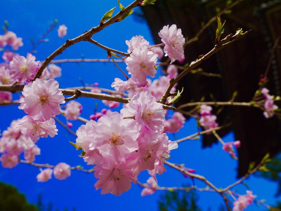 20150402一生中必訪的醍醐寺 (101).jpg