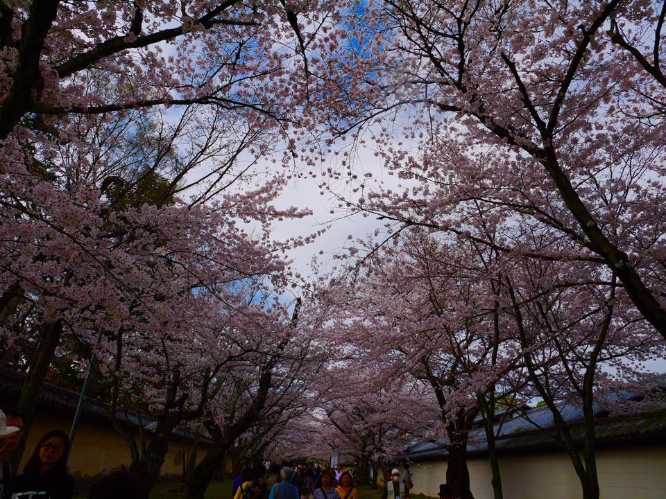 20150402一生中必訪的醍醐寺 (149).jpg