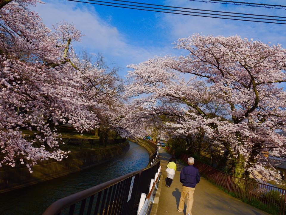 20150402山科疏水 (29).jpg