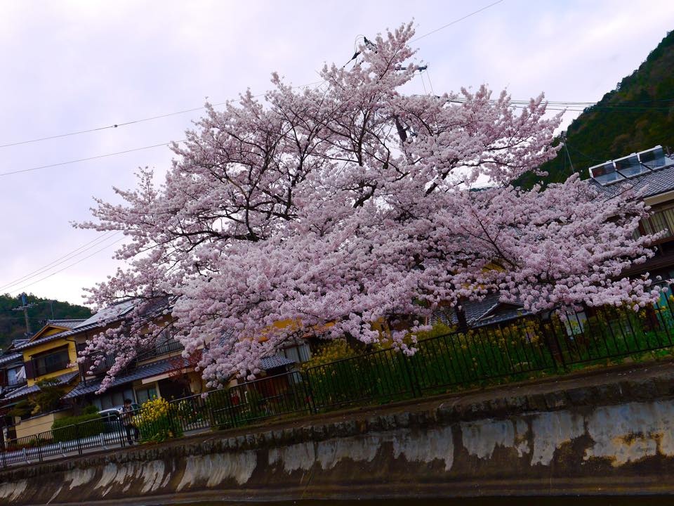 20150402山科疏水 (73).jpg