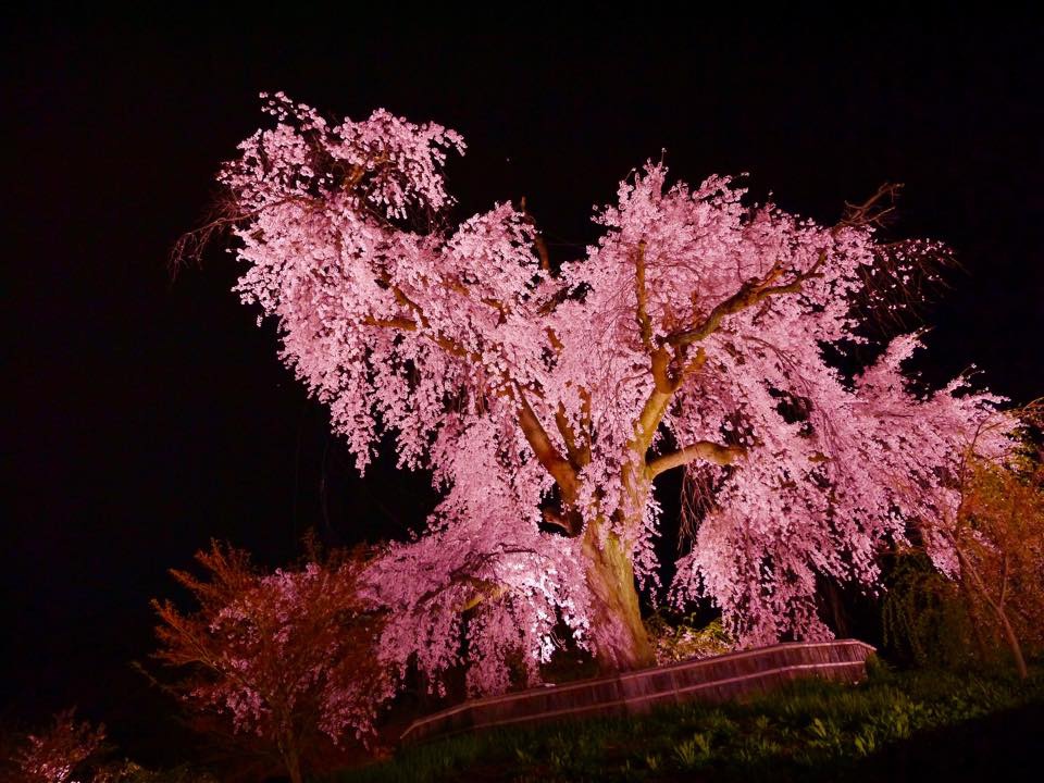 20150402熱鬧非凡的圓山公園 (104).jpg