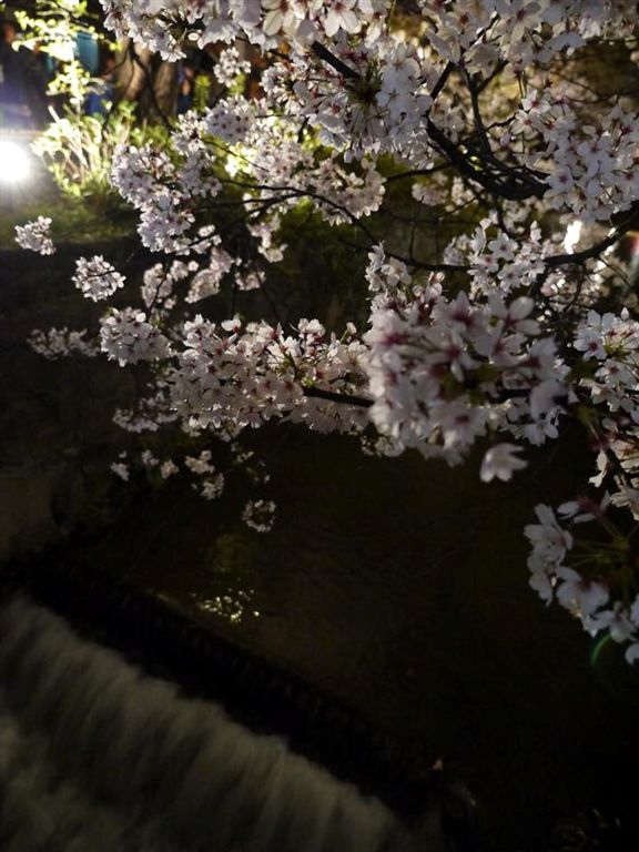 2015040220150402祇園 花見小路 白川 四条三条 (152).jpg