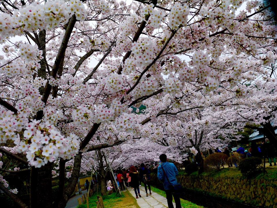 20150403AM07點49哲學之道178.jpg