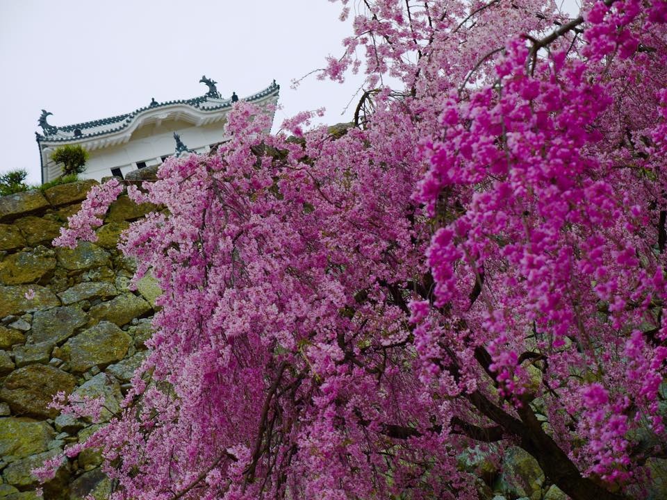 20150406AM09點35姬路城130.jpg