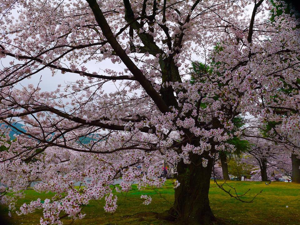 20150403AM11點52岡崎疏水櫻迴廊&京都市立美術館6.jpg