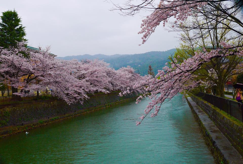 20150403AM11點52岡崎疏水櫻迴廊&京都市立美術館10.jpg