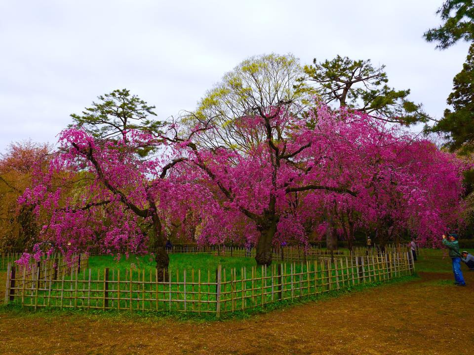 20150404AM06點44京都御院參觀37.jpg