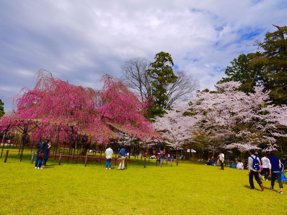 20150404PM12點18上賀茂神社齊王櫻滿開5.jpg