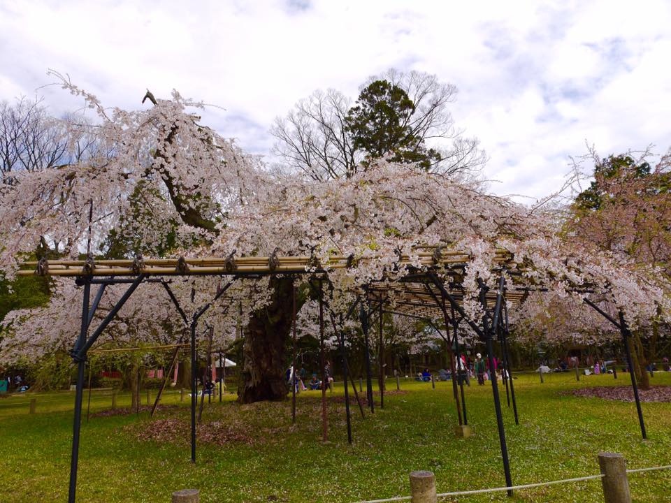 20150404PM12點18上賀茂神社齊王櫻滿開8.jpg