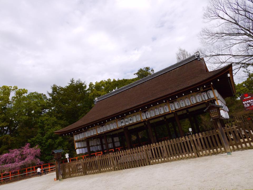 20150404PM12點18上賀茂神社齊王櫻滿開14.jpg