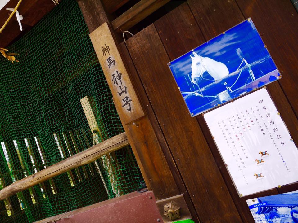 20150404PM12點18上賀茂神社齊王櫻滿開17.jpg