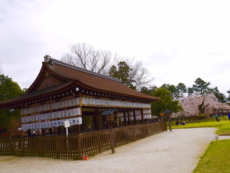 20150404PM12點18上賀茂神社齊王櫻滿開61.jpg