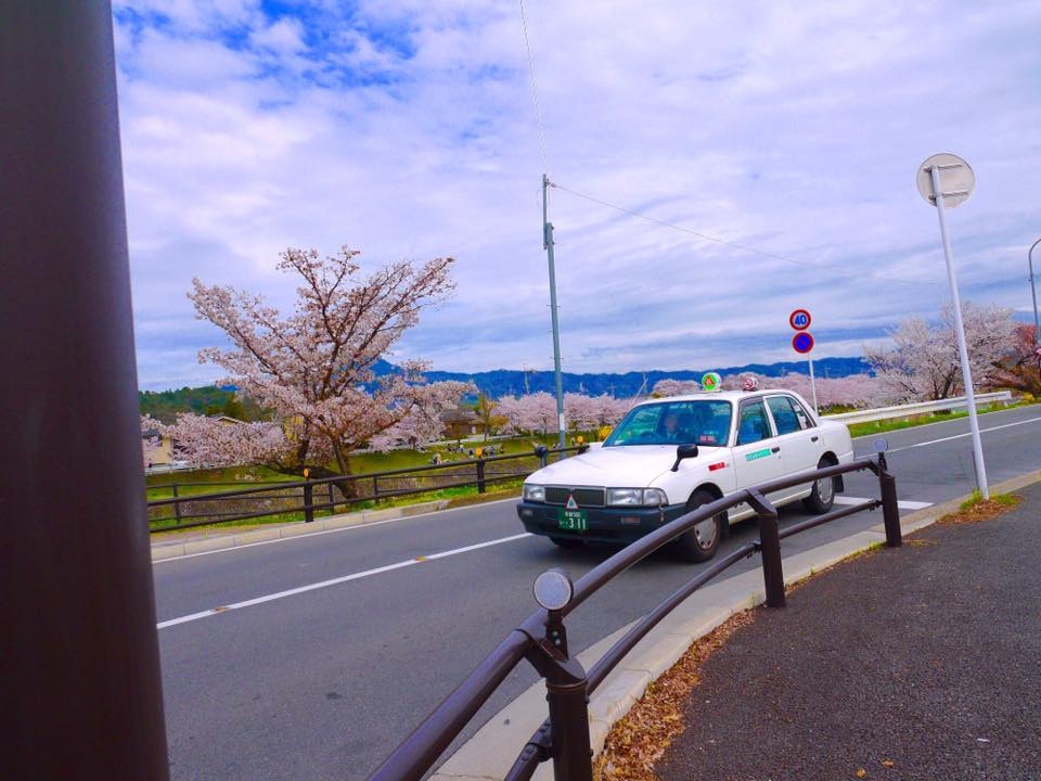 20150404PM12點18上賀茂神社齊王櫻滿開67.jpg