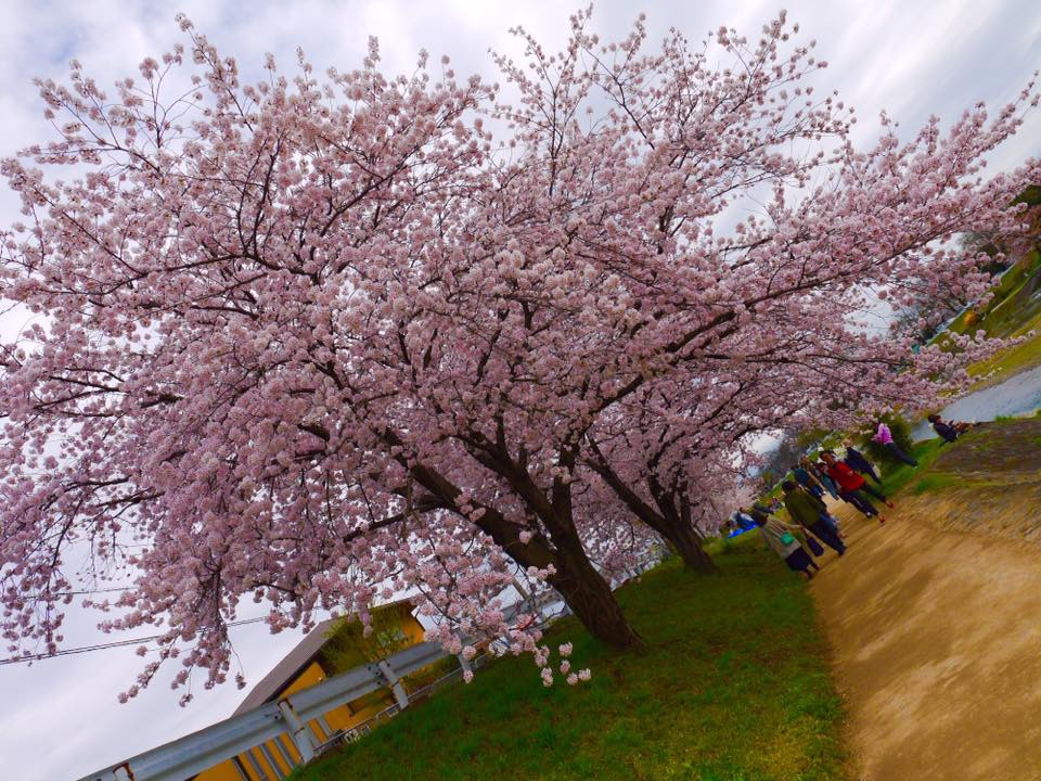 20150404PM13點08賀茂川櫻木花道1.jpg