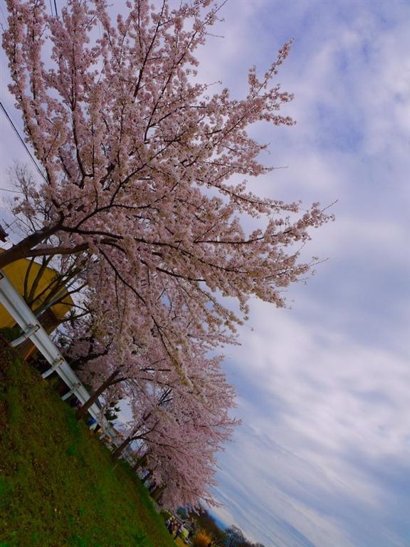 20150404PM13點08賀茂川櫻木花道7.jpg