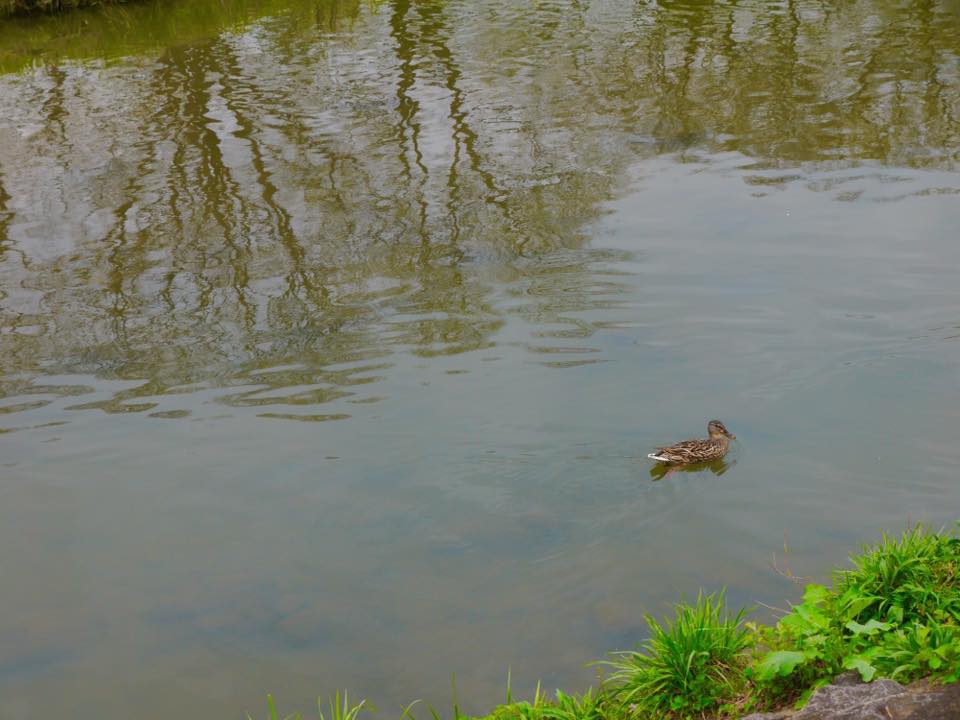 20150404PM13點08賀茂川櫻木花道44.jpg