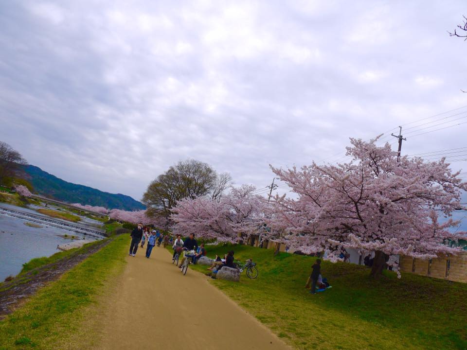 20150404PM13點08賀茂川櫻木花道50.jpg