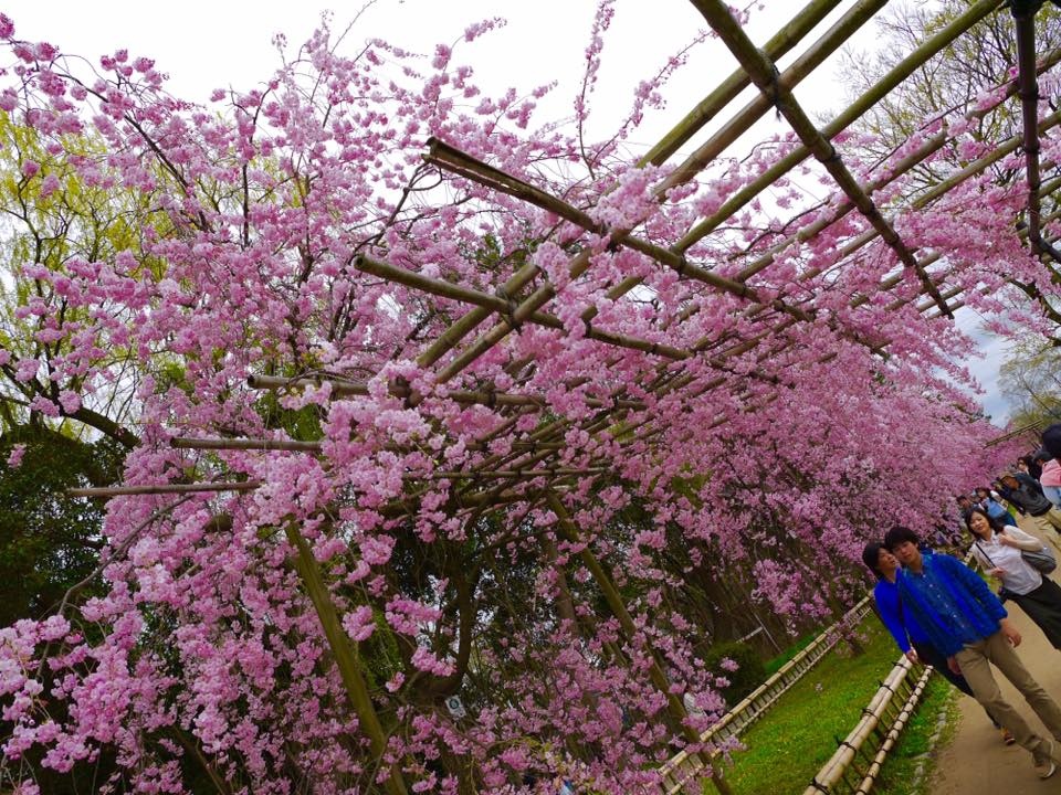 20150404PM13點08賀茂川櫻木花道60.jpg