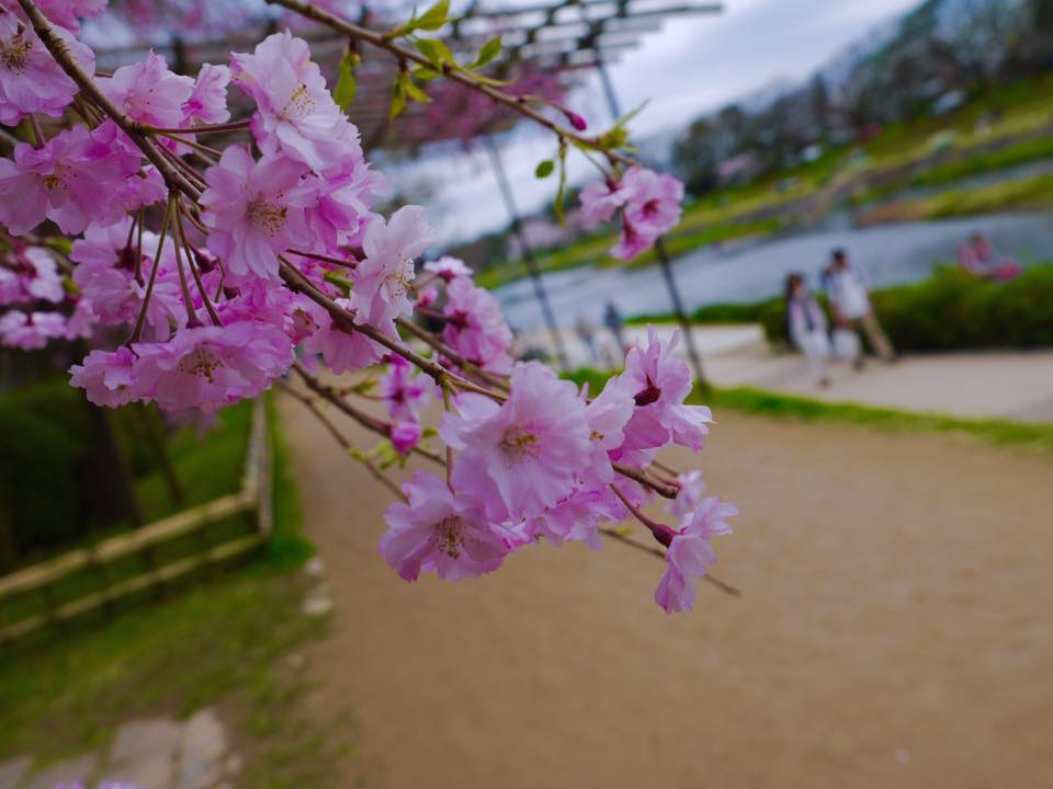 20150404PM13點08賀茂川櫻木花道64.jpg