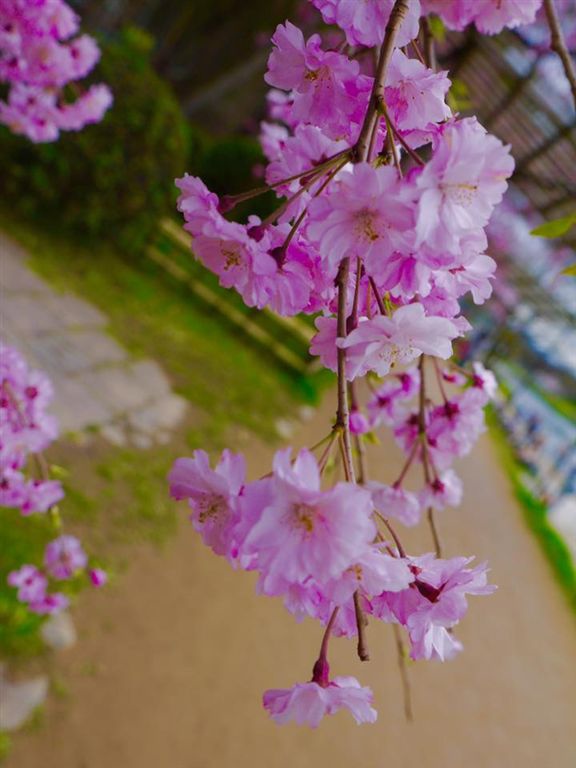 20150404PM13點08賀茂川櫻木花道63.jpg