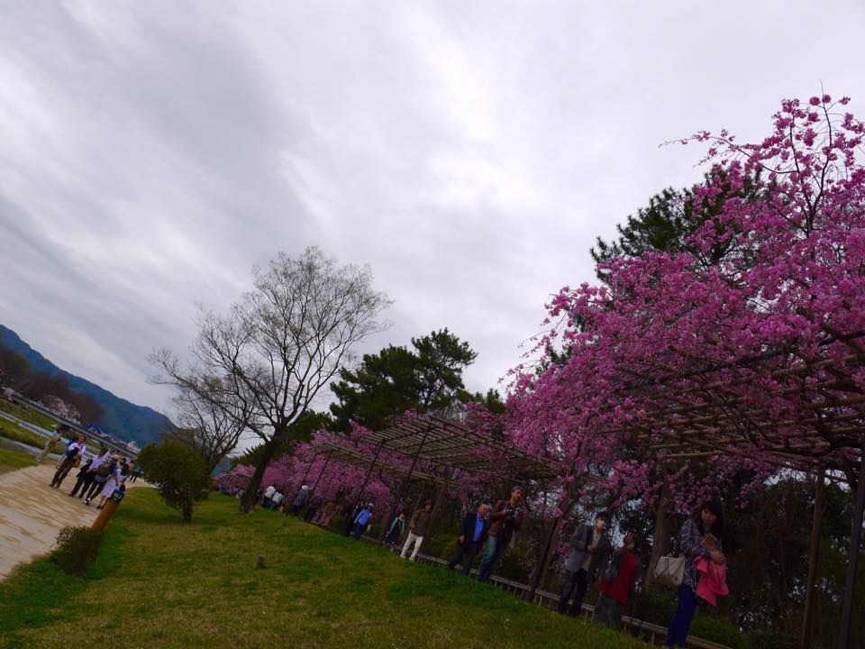 20150404PM13點08賀茂川櫻木花道71.jpg