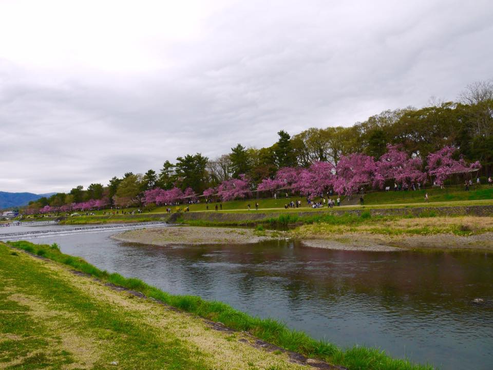 20150404PM13點08賀茂川櫻木花道86.jpg