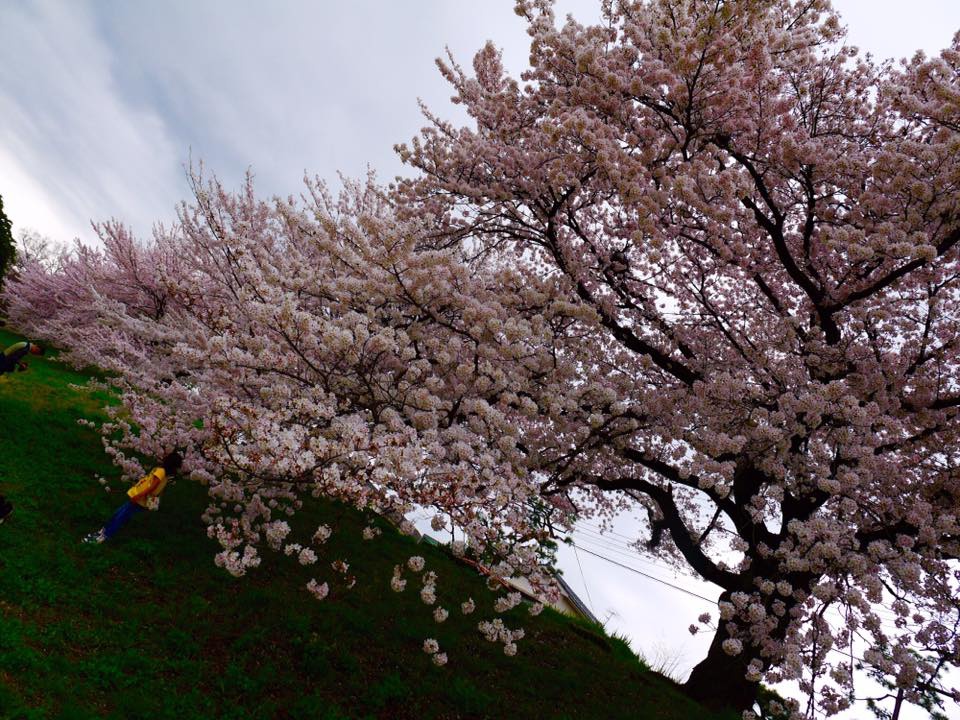 20150404PM13點08賀茂川櫻木花道102.jpg