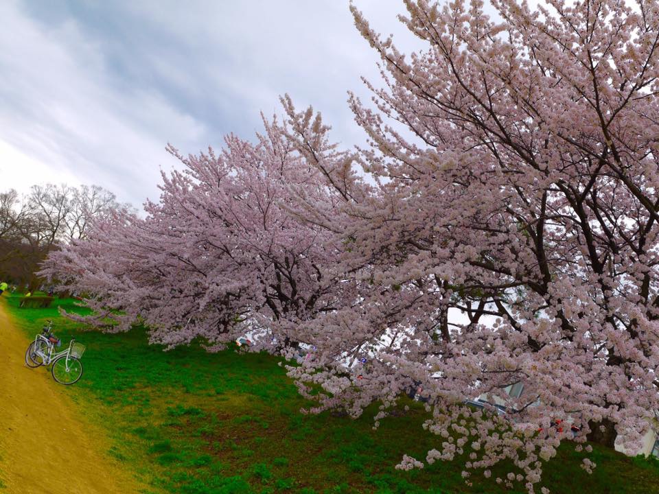 20150404PM13點08賀茂川櫻木花道104.jpg