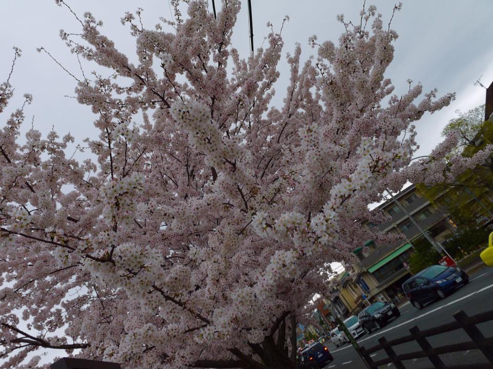 20150404PM13點08賀茂川櫻木花道157.jpg