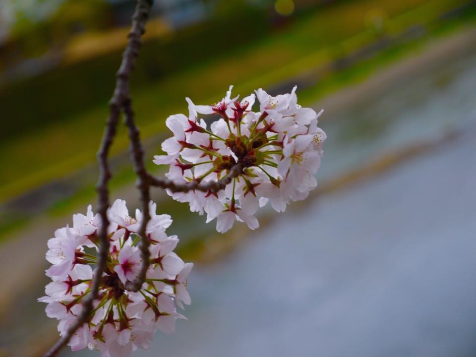 20150404PM13點08賀茂川櫻木花道158.jpg