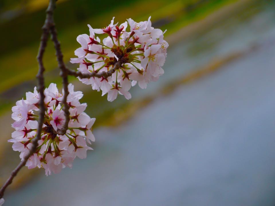 20150404PM13點08賀茂川櫻木花道159.jpg