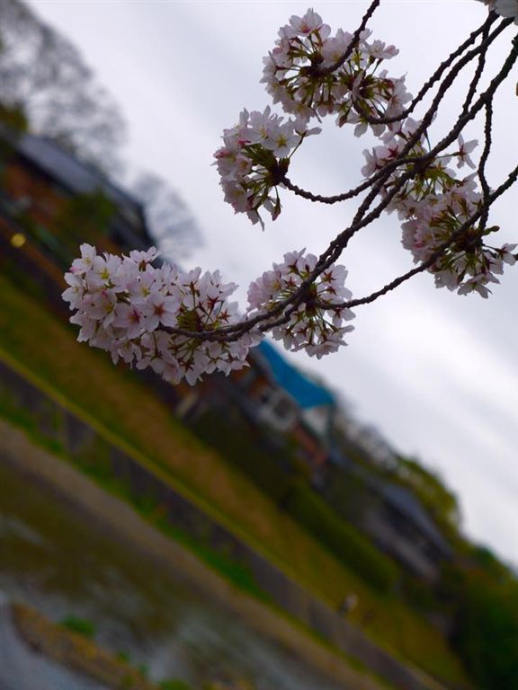 20150404PM13點08賀茂川櫻木花道162.jpg