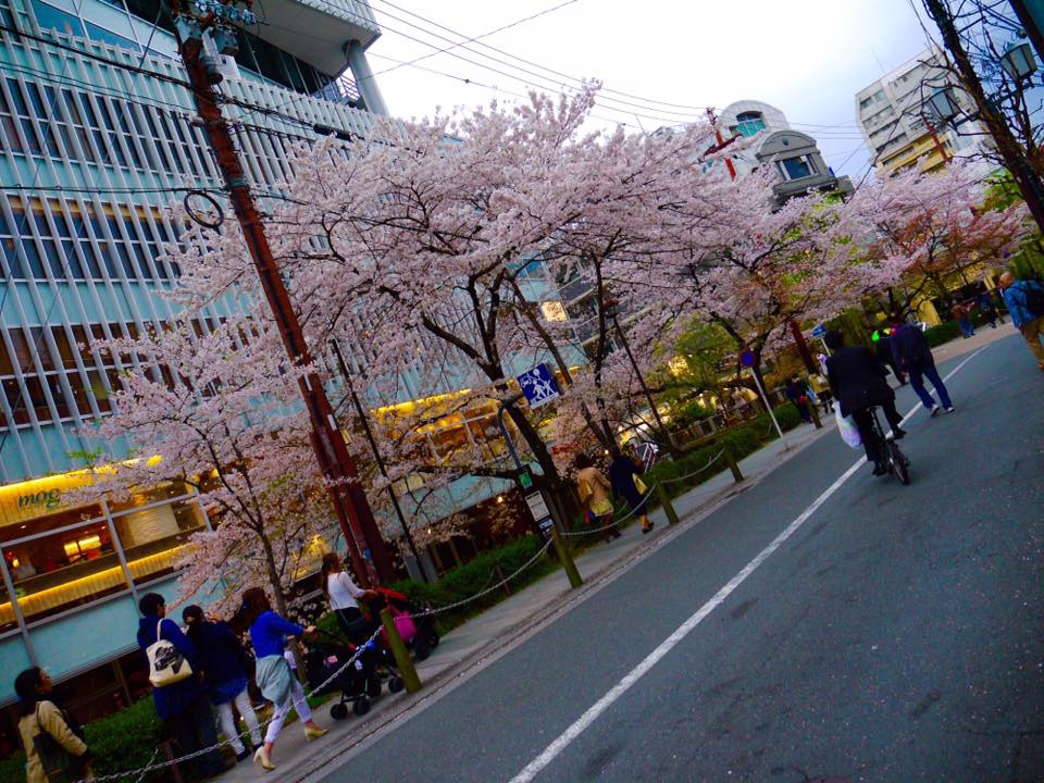 20150404PM15點50四条鴨川畔到高瀨川櫻花滿開5.jpg