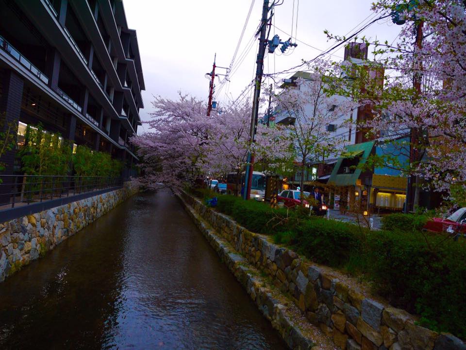 20150404PM15點50四条鴨川畔到高瀨川櫻花滿開11.jpg