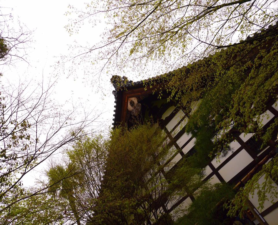 20150405AM09點55龍安寺櫻花滿開16.jpg