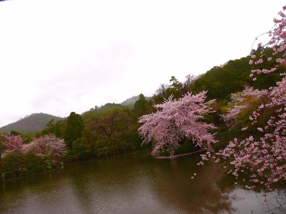 20150405AM09點55龍安寺櫻花滿開34.jpg