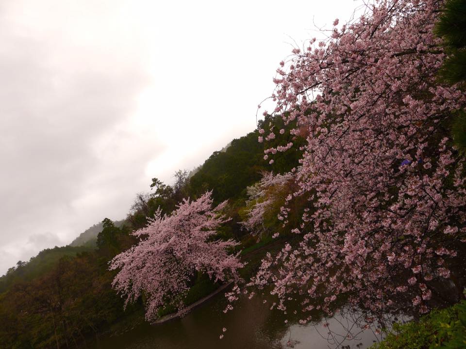 20150405AM09點55龍安寺櫻花滿開35.jpg