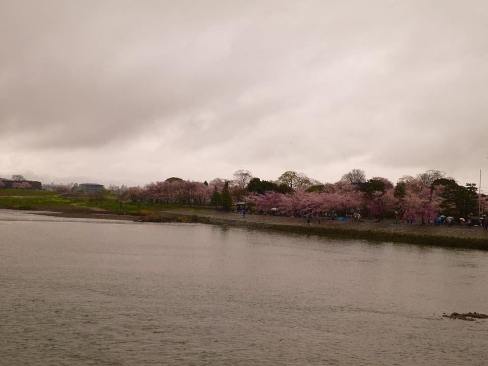 20150405AM11點30嵐電與嵐山櫻花滿開36.jpg