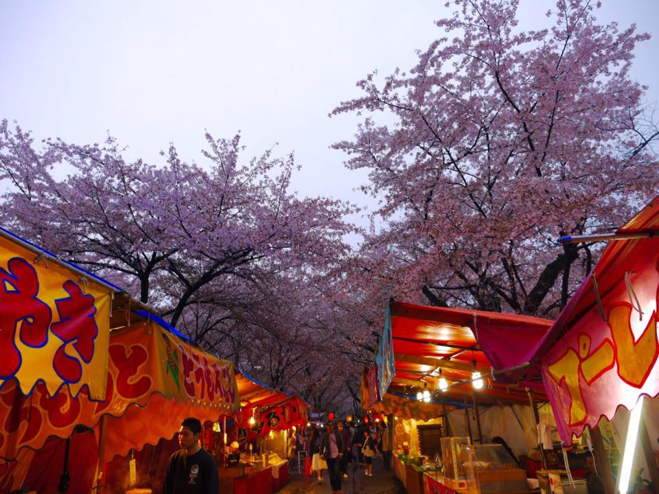 20150405PM16點18平野神社櫻花滿開10.jpg