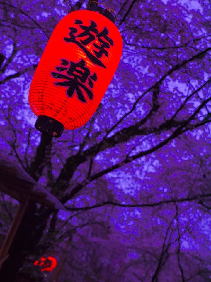 20150405PM16點18平野神社櫻花滿開18.jpg