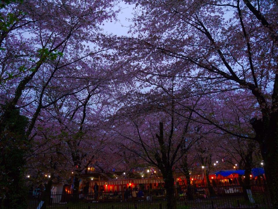 20150405PM16點18平野神社櫻花滿開24.jpg