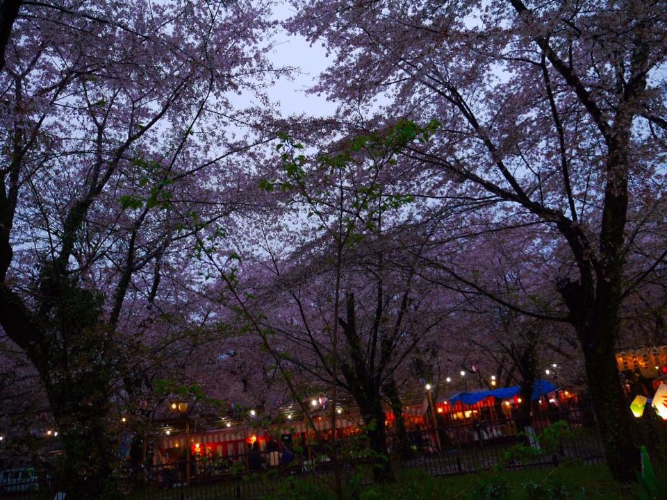 20150405PM16點18平野神社櫻花滿開26.jpg