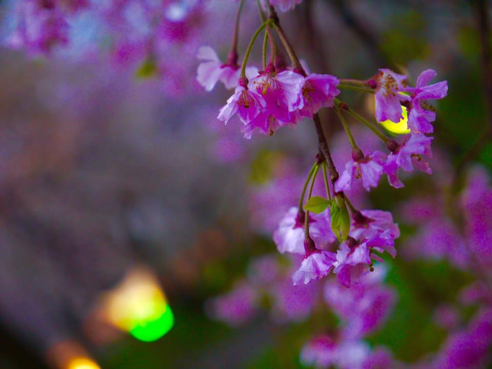 20150405PM16點18平野神社櫻花滿開29.jpg