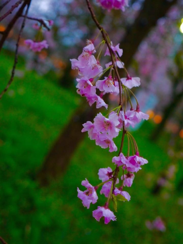 20150405PM16點18平野神社櫻花滿開31.jpg